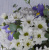 Коробка с цветами Девчата Арт 36147 с хризантемой